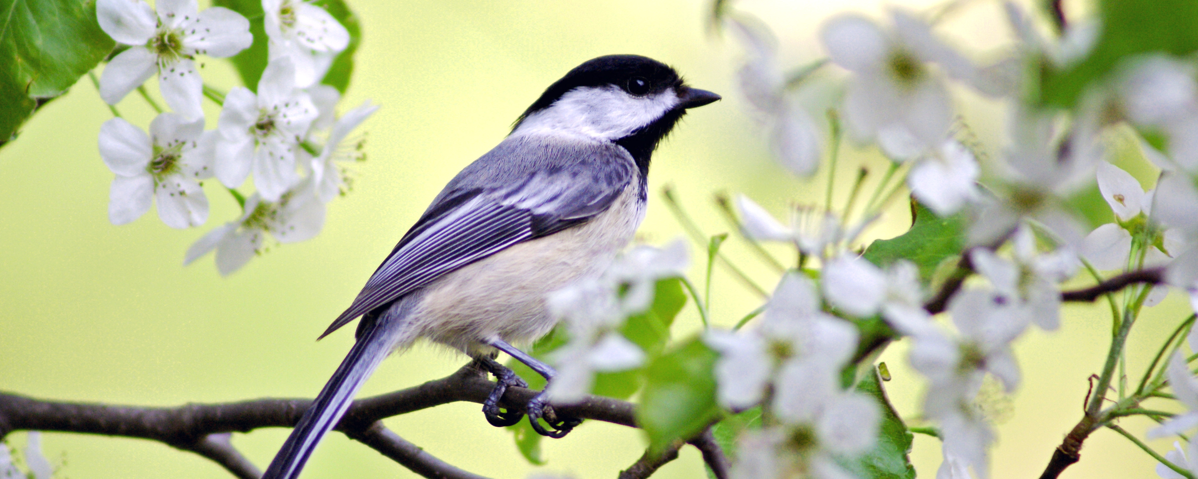 Confessions of a Bird Nerd